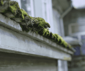 Prevent Shingle Decay